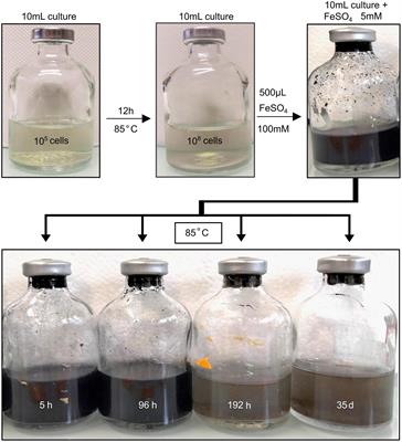 Production of carbon-containing pyrite spherules induced by hyperthermophilic Thermococcales: a biosignature?